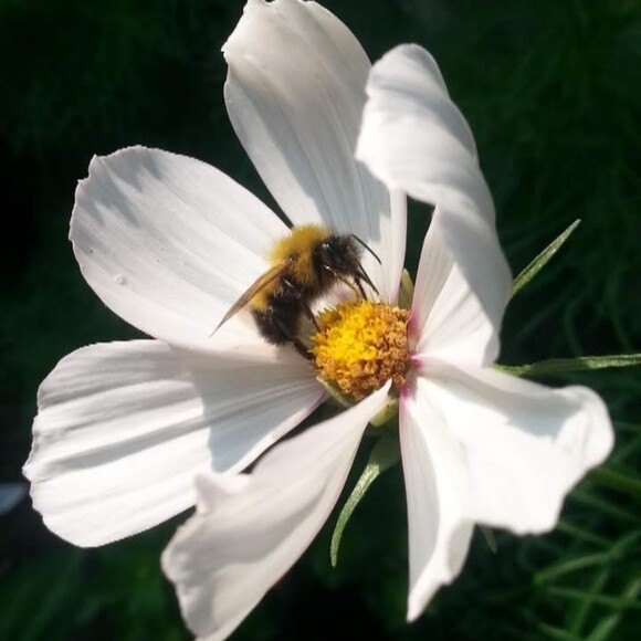 brandia00